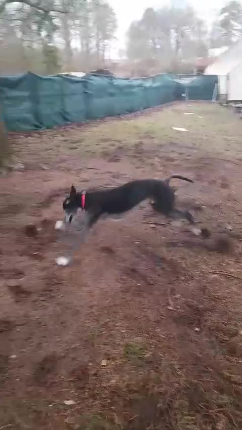 Lurcher dogs for adoption: 🖤 JET – A Gentleman Lurcher for a Forever Sofa 🖤 in Worksop - Video 1