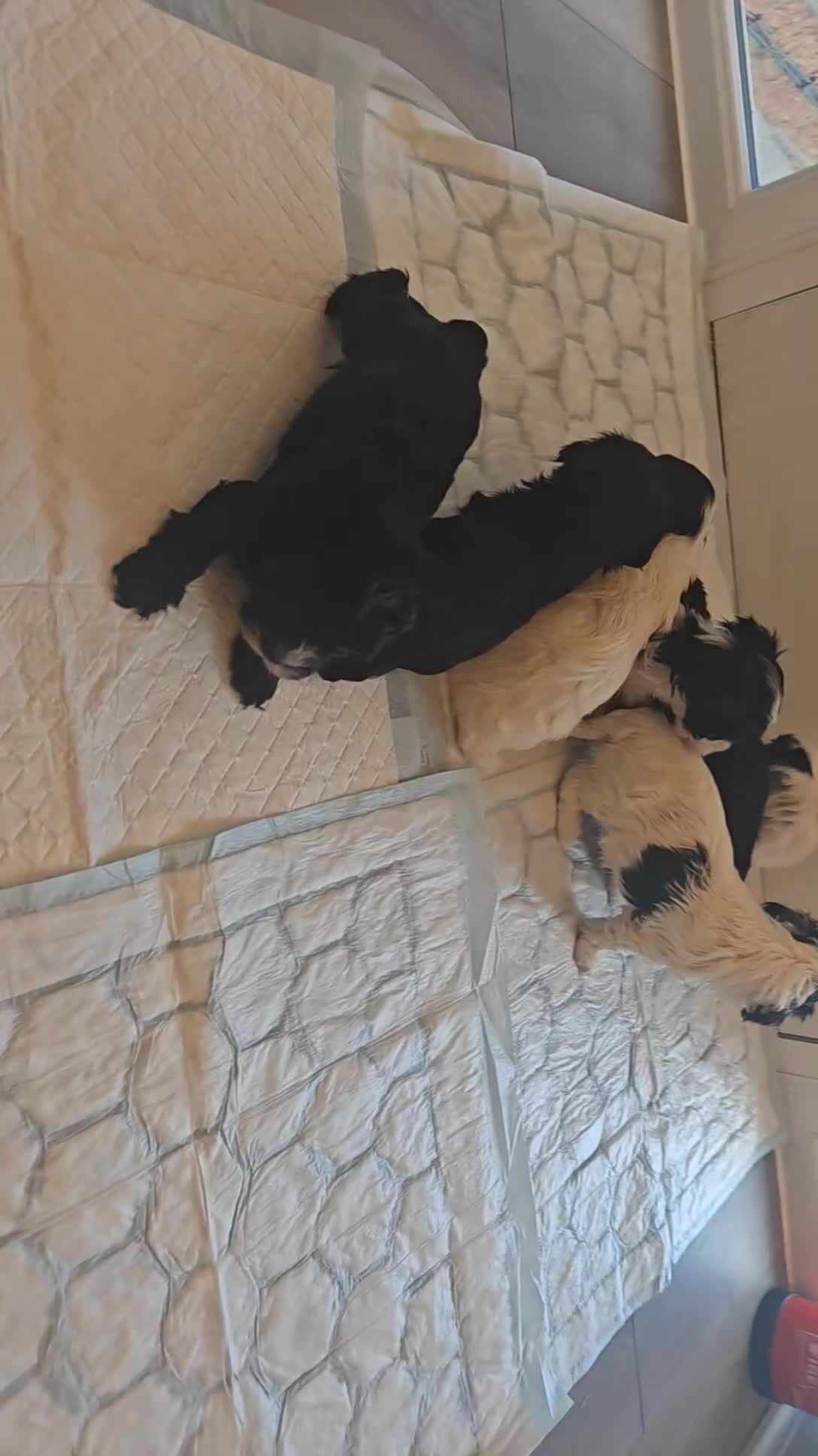 Havanese dogs for sale: Beautiful pedigree havanese litter for sale - Video 1