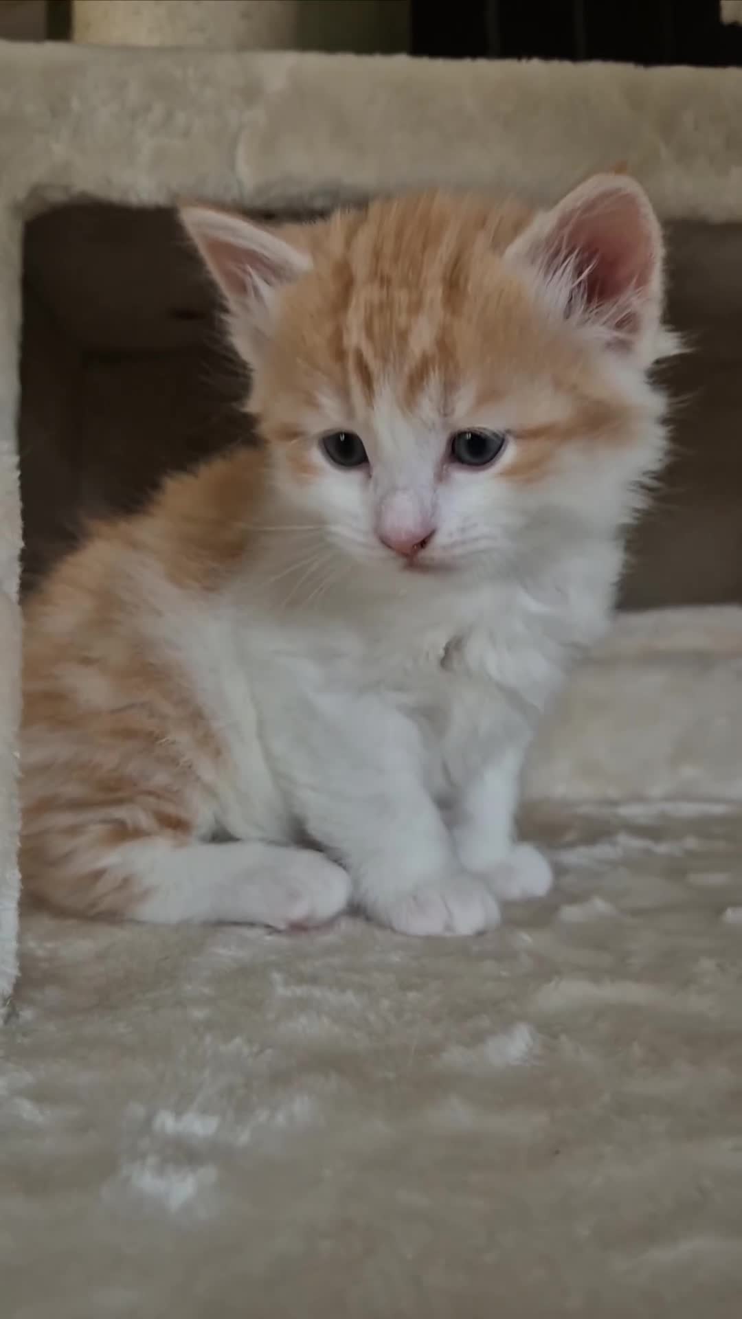 Mixed Breed cats for sale: Siberian x Ragdoll x Domestic kittens  - Video 2