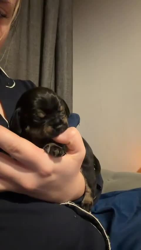 Mixed Breed dogs for sale: Beautiful litter of Daugs - Video 1