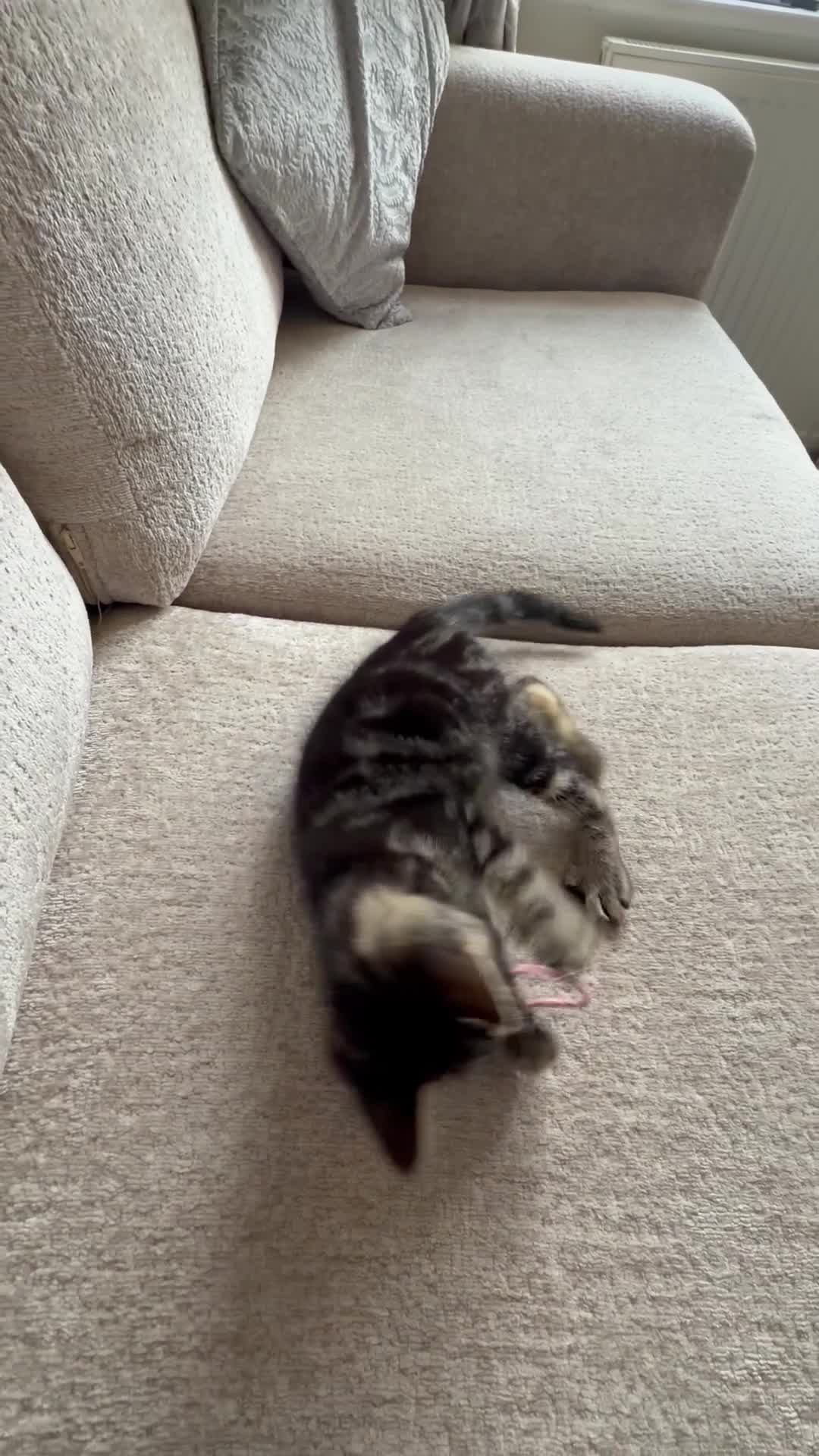 Mixed Breed cats for sale: 7 gorgeous fluffy kittens ready for forever homes - Video 1