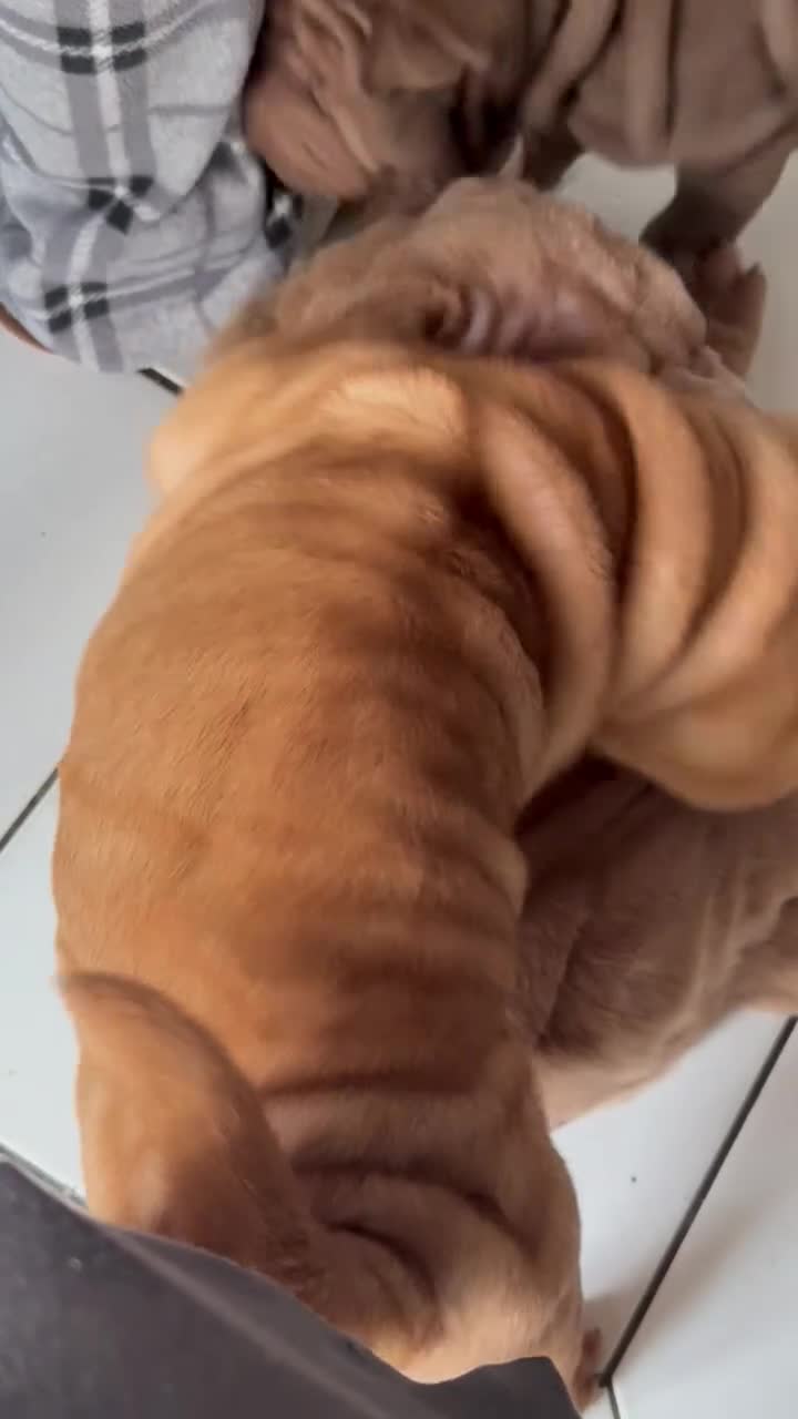 Shar Pei dogs for sale: LOVELY SHARPEI Price Negotiable - Video 2