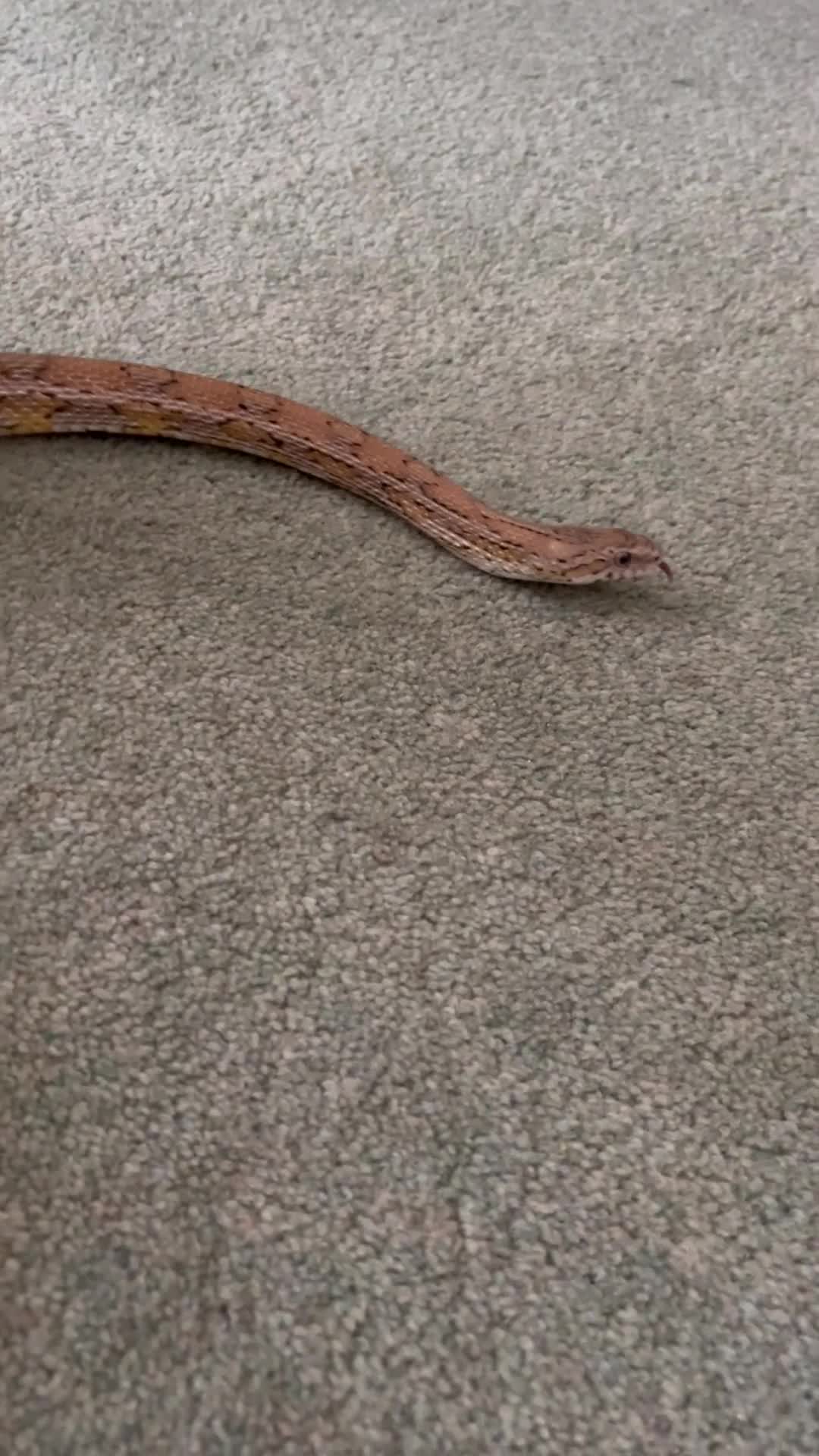 Corn Snake reptiles for sale: Healthy Adult Corn Snake (male) + Large Vivarium in Ashford - Video 2