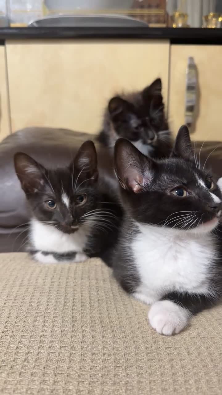 Mixed Breed cats for sale: British shothair/ Maine coone kittens - Video 1