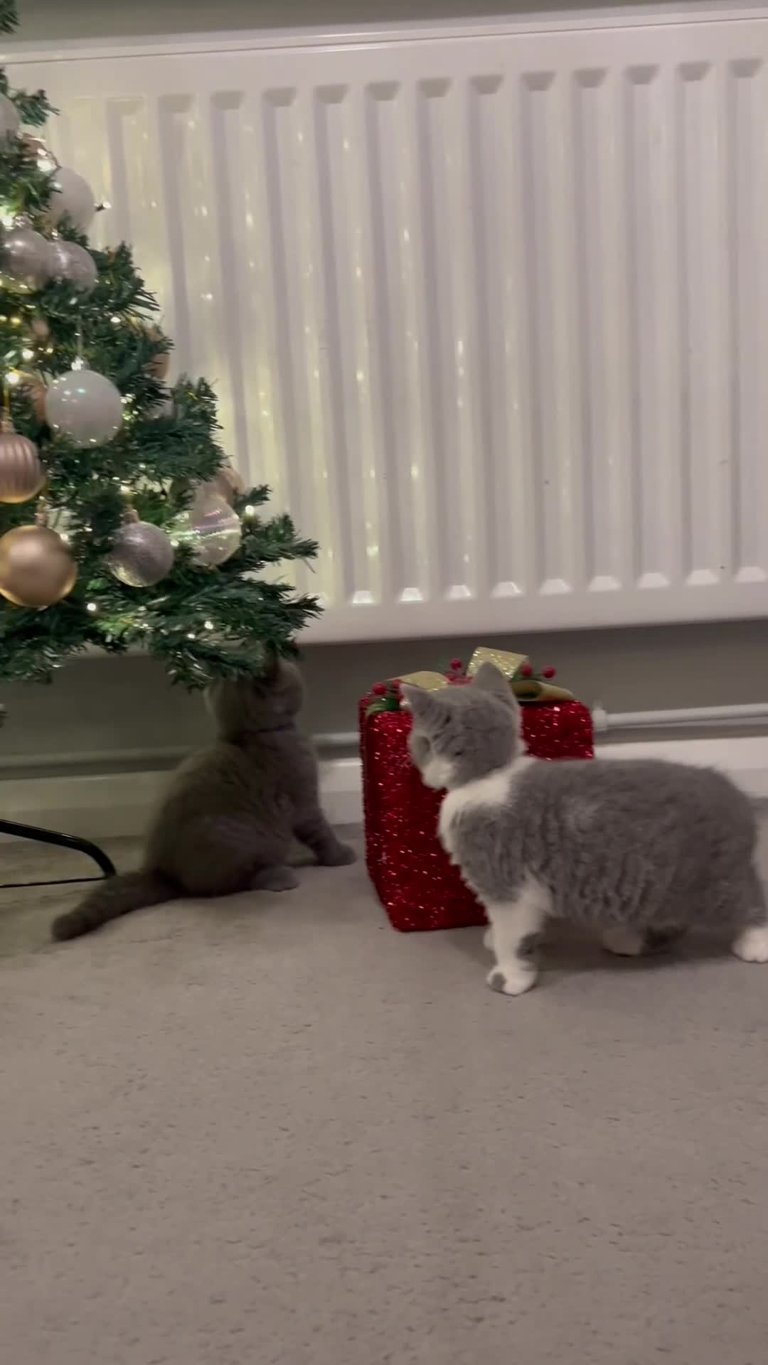 British Shorthair cats for sale: GCCF registered British Shorthair kittens  - Video 1