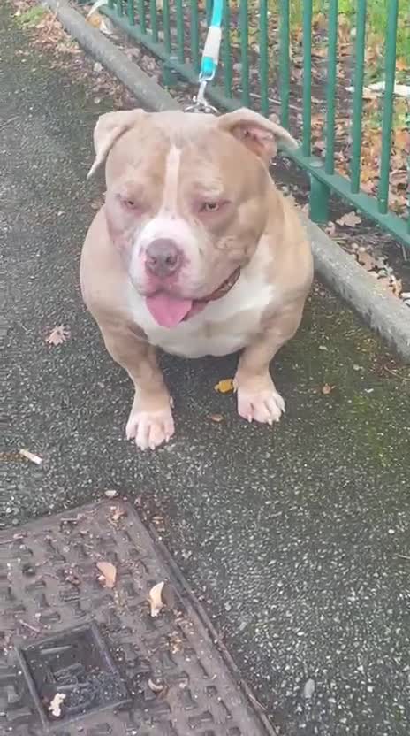 American Bully dogs for sale: American pocket bully puppies  - Video 2