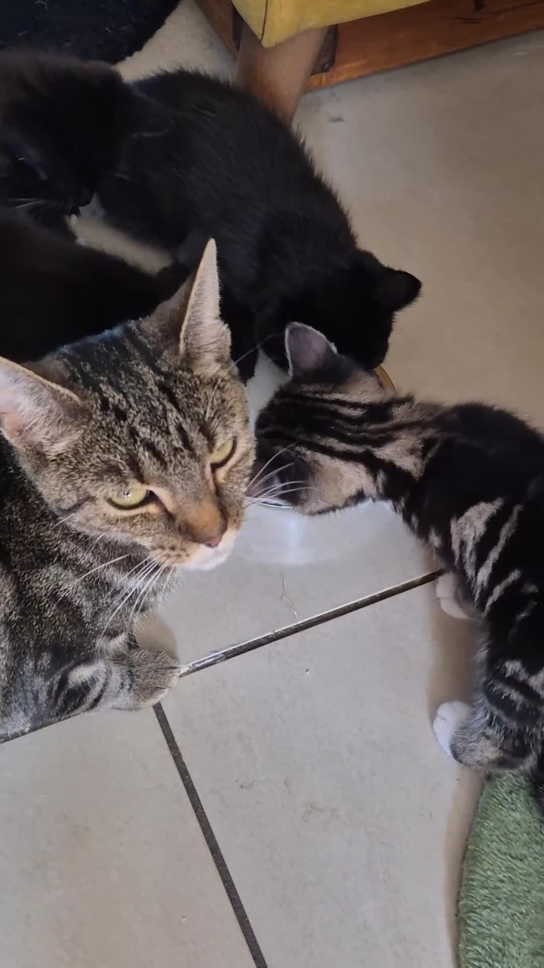 British Shorthair cats for sale: 5 adorable, playful kittens for sale. - Video 2