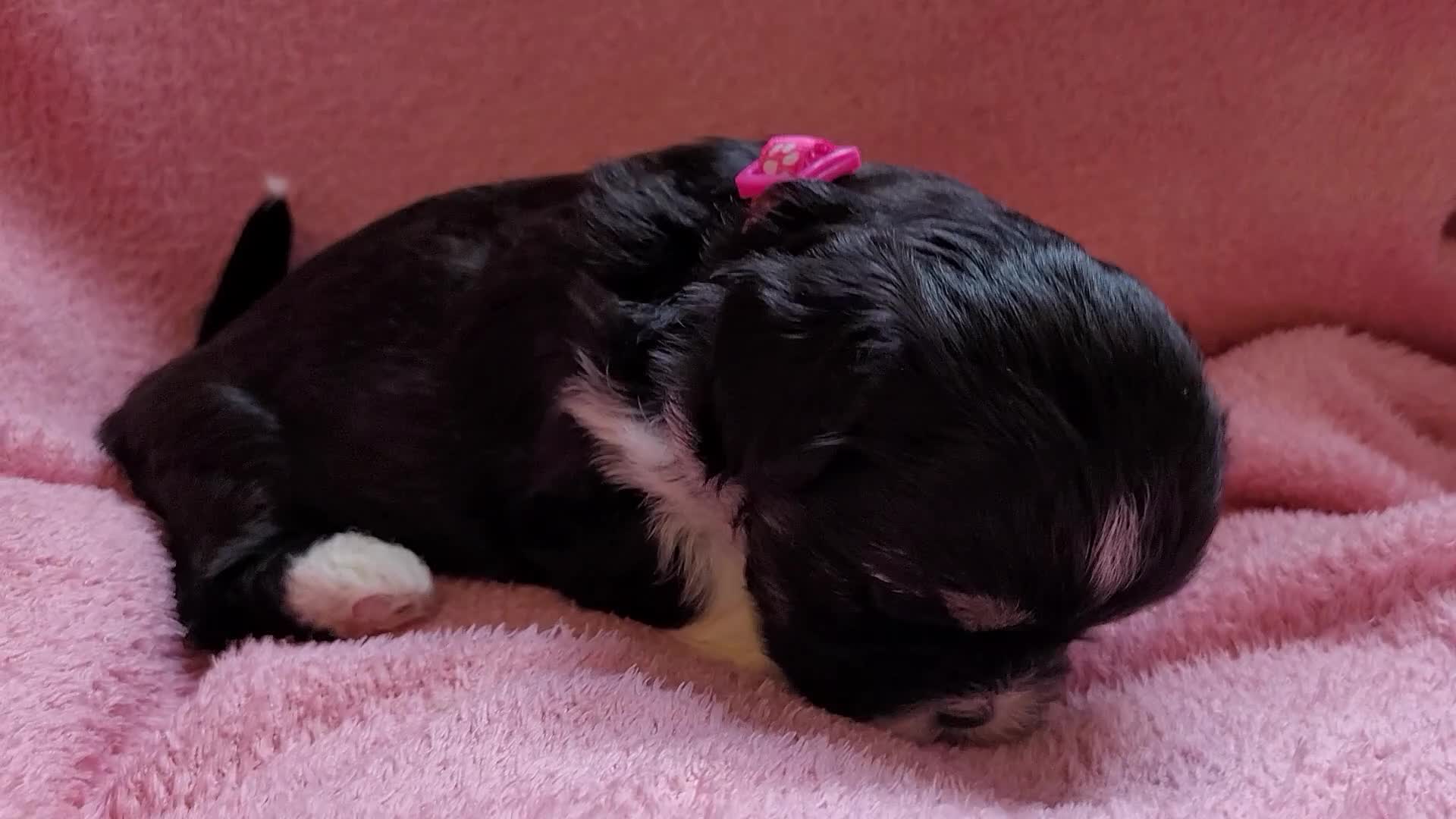 Lhasa Apso dogs for sale: Lhasa Apso — Ready to go! Beautiful Babies. - Video 1