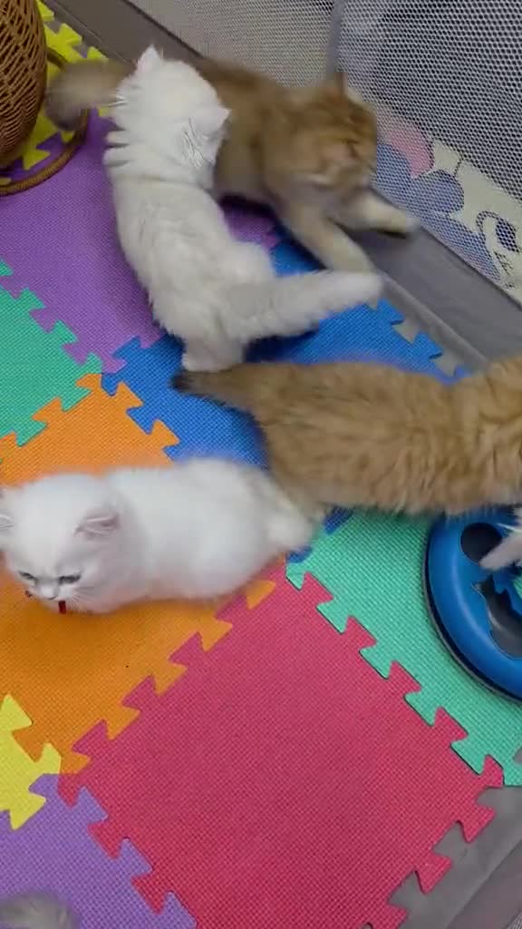 British Longhair cats for sale: British Longhair Kittens – Champion Lines ✨ - Video 4