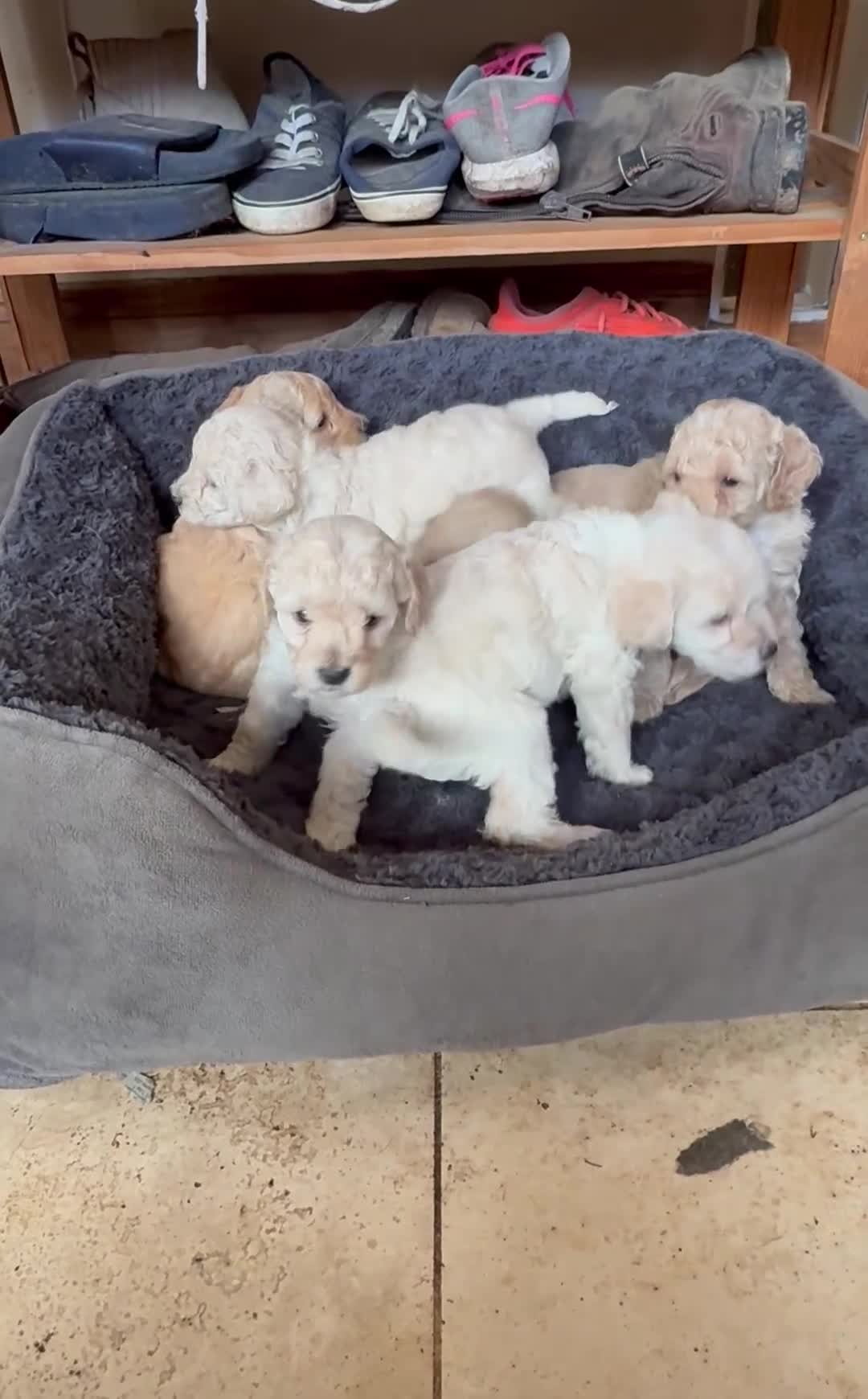 Poochon dogs for sale: Seriously gorgeous farm reared tiny puppies  - Video 1