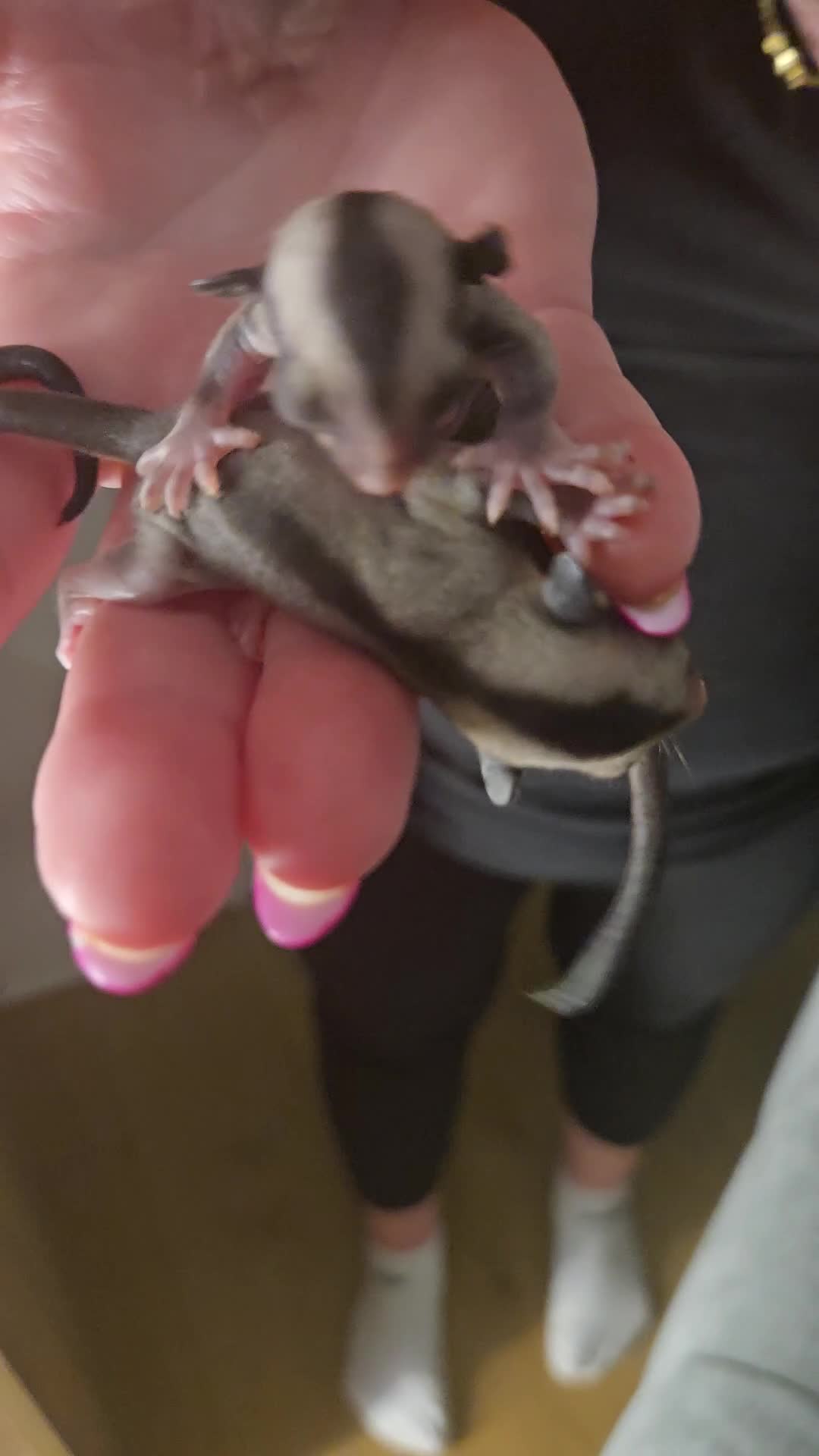 Sugar Glider rodents for sale: Sugar gliders available. - Video 1