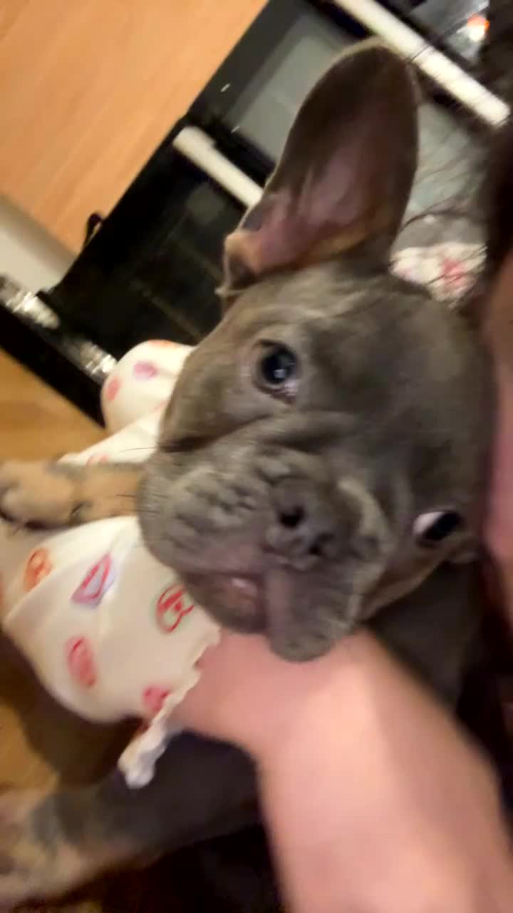 French Bulldog dogs for sale: Male French bulldog- 4 months old - Video 1