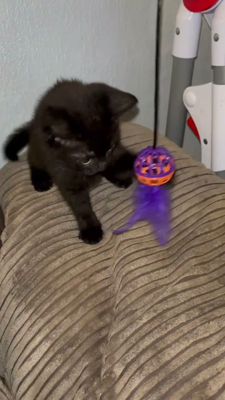 Mixed Breed cats for sale: 12 week old Kitten for sale  - Video 1