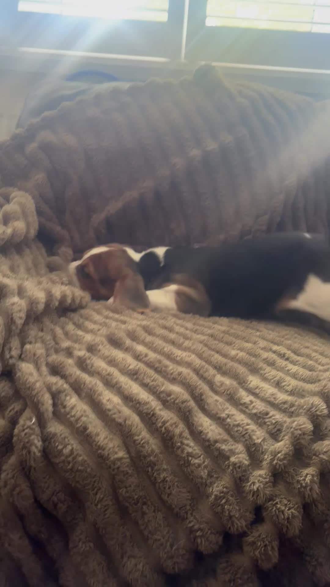 Beagle dogs for sale: Beautiful Beagles(ready now) - Video 1