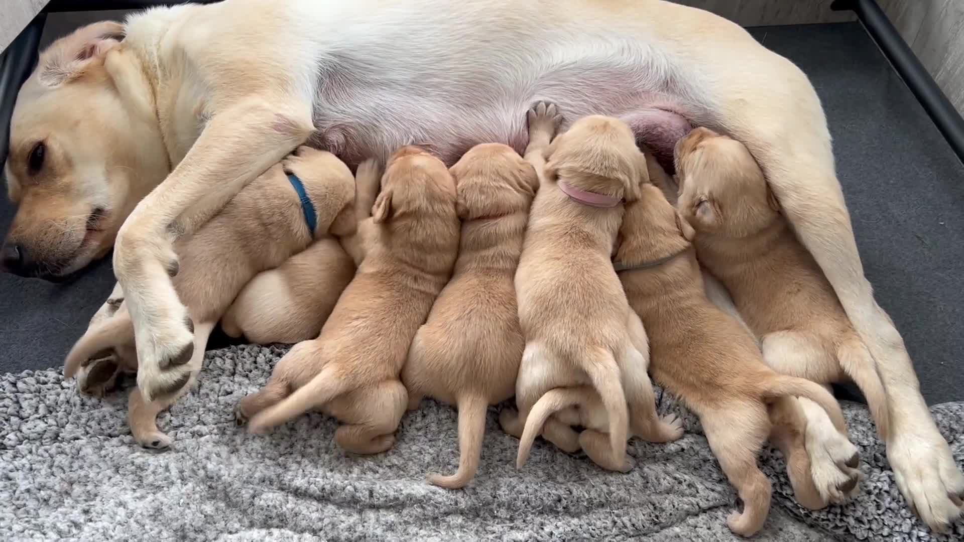 Labrador Retriever dogs for sale: Beautiful Labrador Puppies  - Video 1