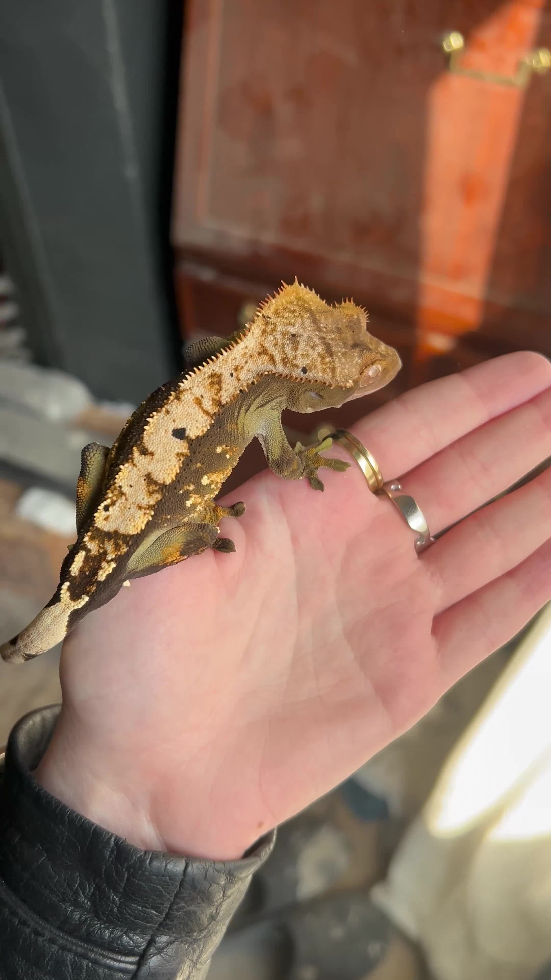 Gecko reptiles for sale: Crested Gecko in Colchester - Video 1