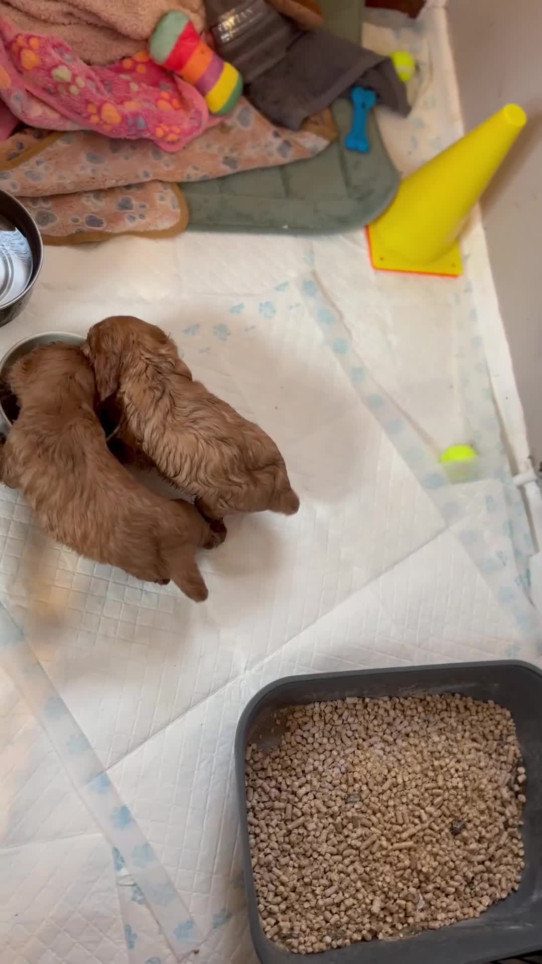 Cavalier King Charles Spaniel dogs for sale: KC reg 🍫parents/Eyes/heart&health certs - Video 1