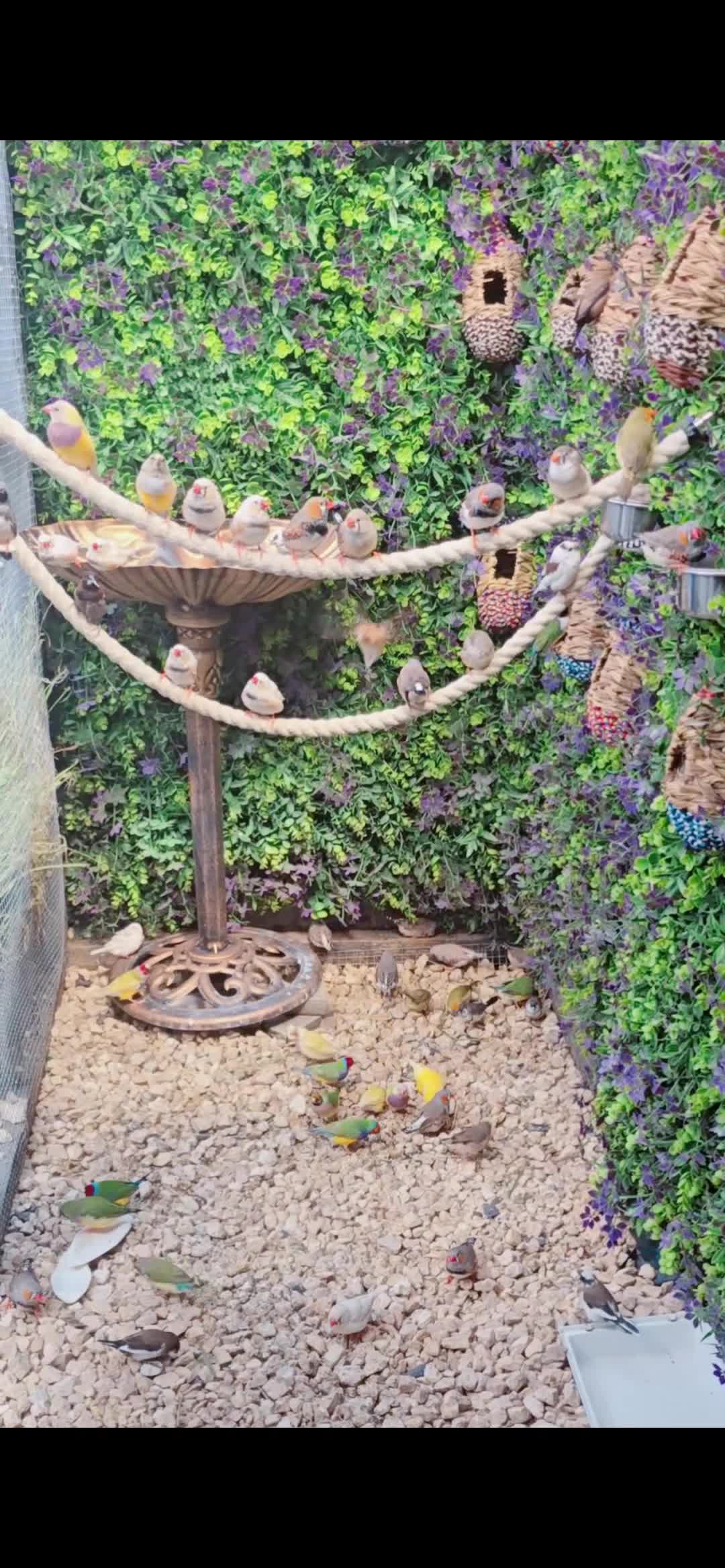Finches birds for sale: Zebra Finches - Various Colours (20 birds) - Video 1