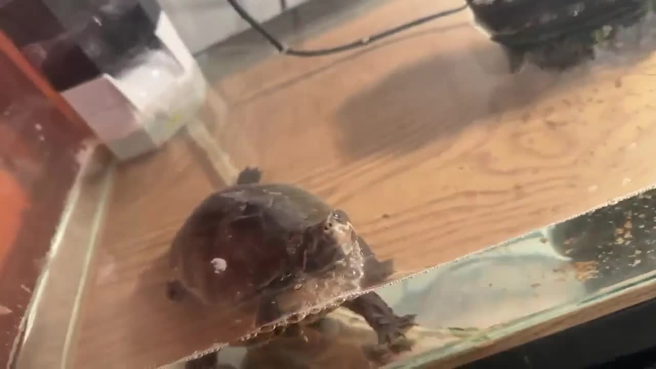 Terrapin reptiles for sale: Male common musk turtle  in Newcastle upon Tyne - Video 1