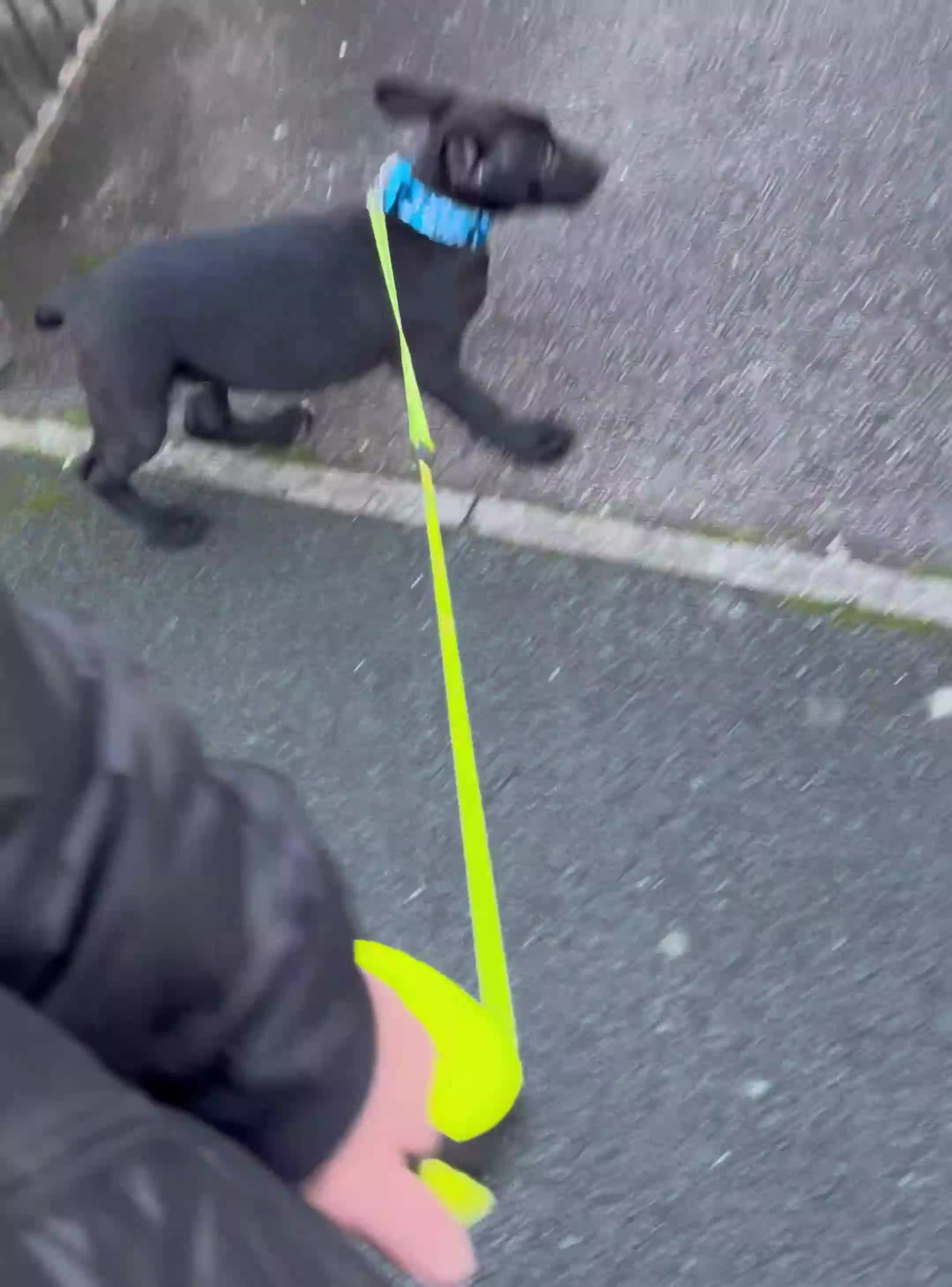 Belgian Shepherd Dog dogs for sale: 15 week old dutch herder male - Video 1