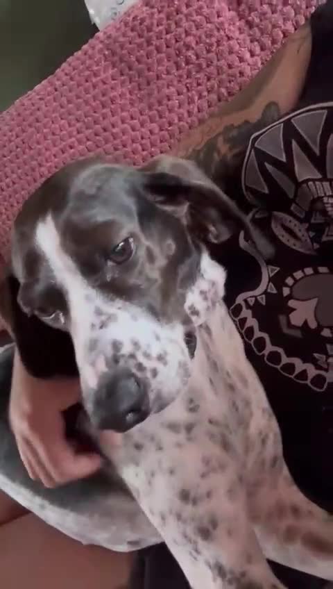 Mixed Breed dogs for adoption: Roxie – A Gentle Soul Ready for Her Forever Home - Video 1
