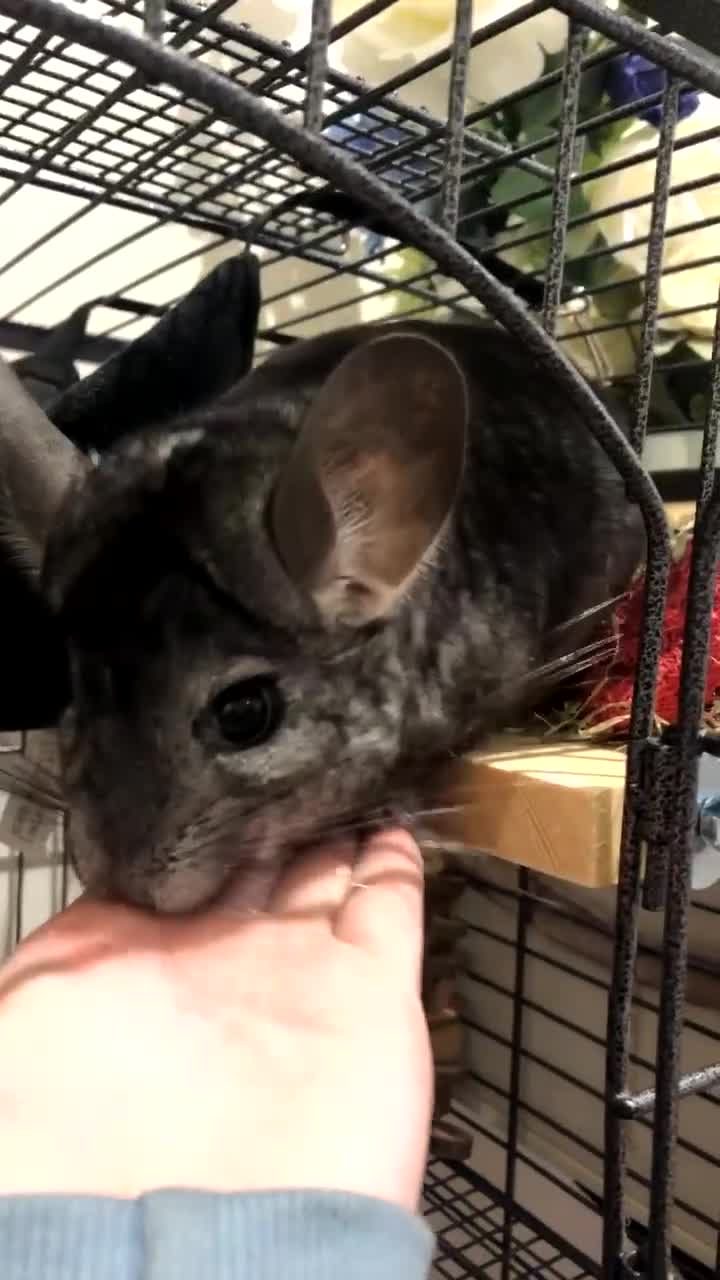Chinchilla rodents for sale: Male Chinchilla + Cage setup for sale  - Video 2