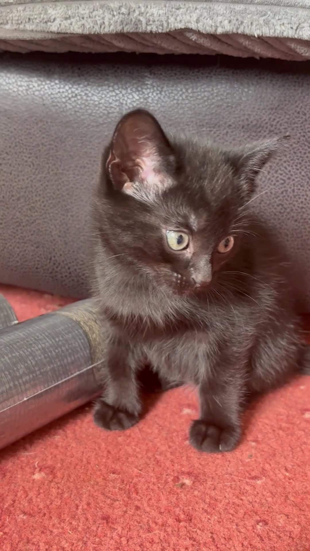 Mixed Breed cats for sale: 5 beautiful Kittens  - Video 1