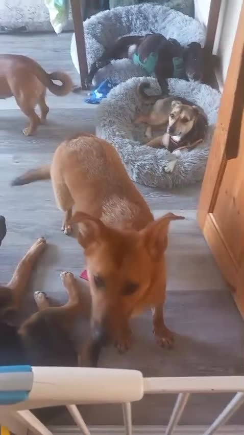 Mixed Breed dogs for adoption: ❤️🐶 YARA – FULL OF GENTLE LOVE in Folkestone - Video 1