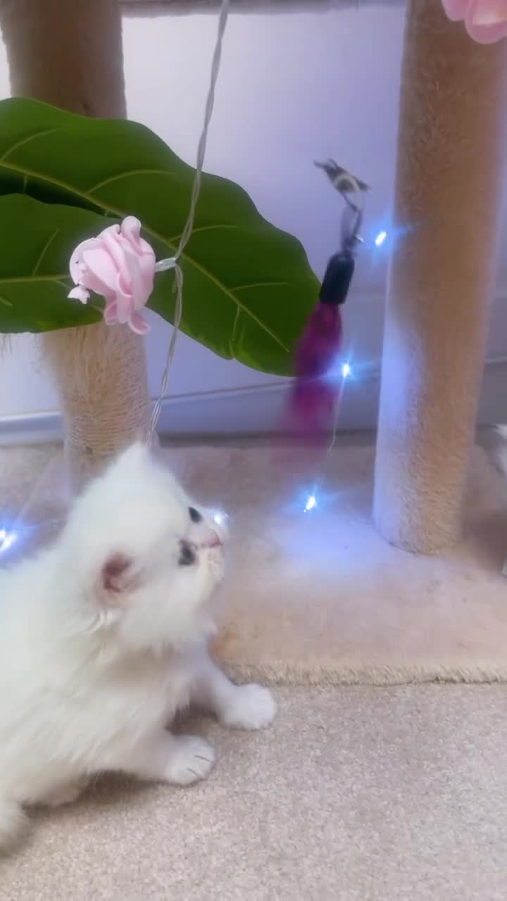 Persian cats for sale: ♥️🍃 ꨁ EXOTIC PERSIAN DOLL FACE KITTENS FOR SALE - Video 2