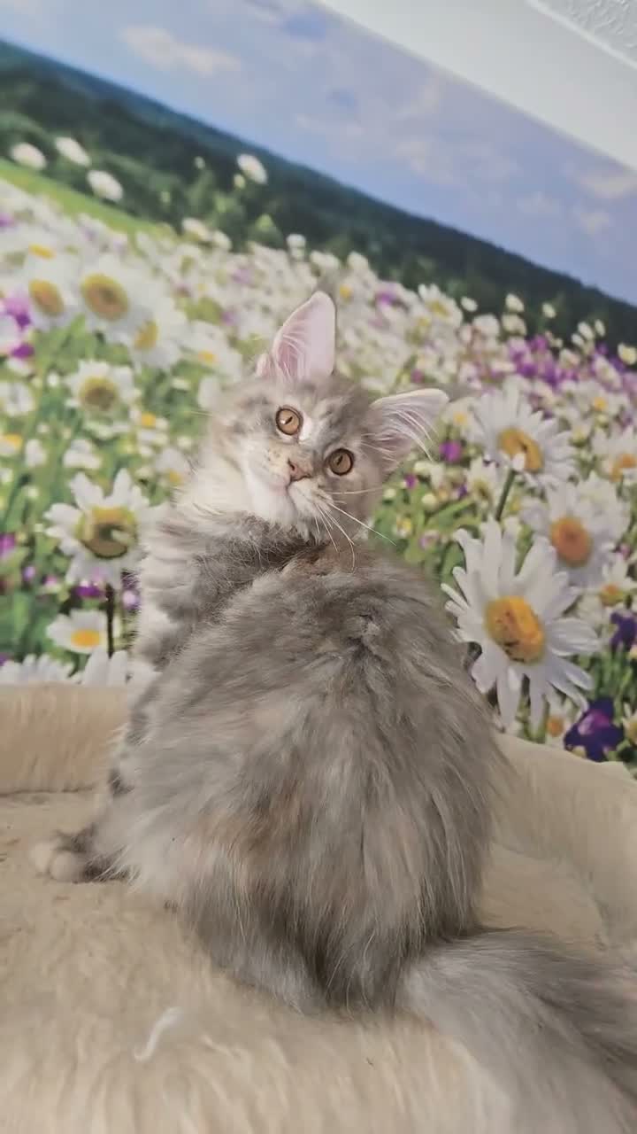 Maine Coon cats for sale: Perfect Polydactyl Maine Coon  - Video 1