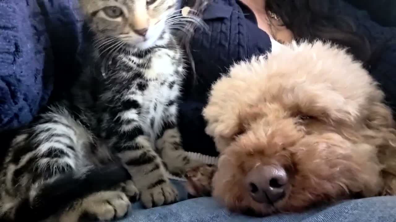 Mixed Breed cats for sale: Bengal cross boy with kitten bundle - Video 5