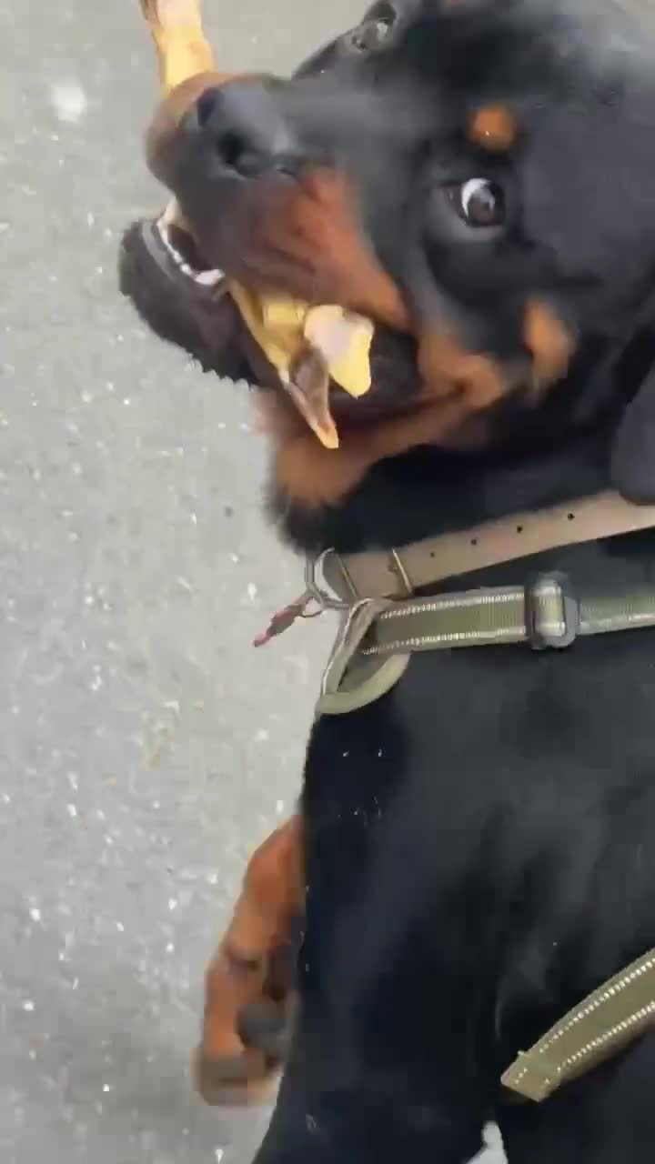 Rottweiler dogs for sale: 18 month old male Rottweiler  in Yeovil - Video 1