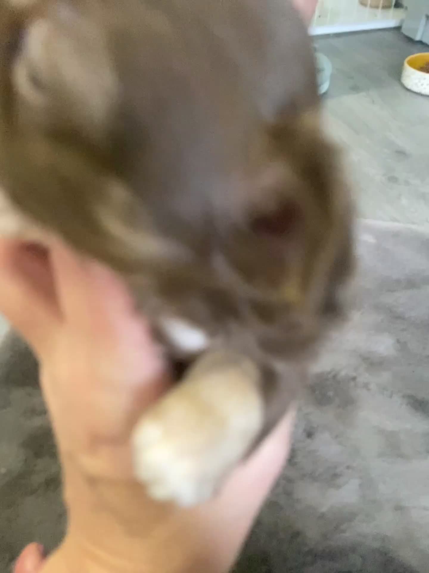 Chihuahua dogs for sale: ❌❌❌ Beautiful Chihuahua Pupppies ❌❌❌ - Video 3