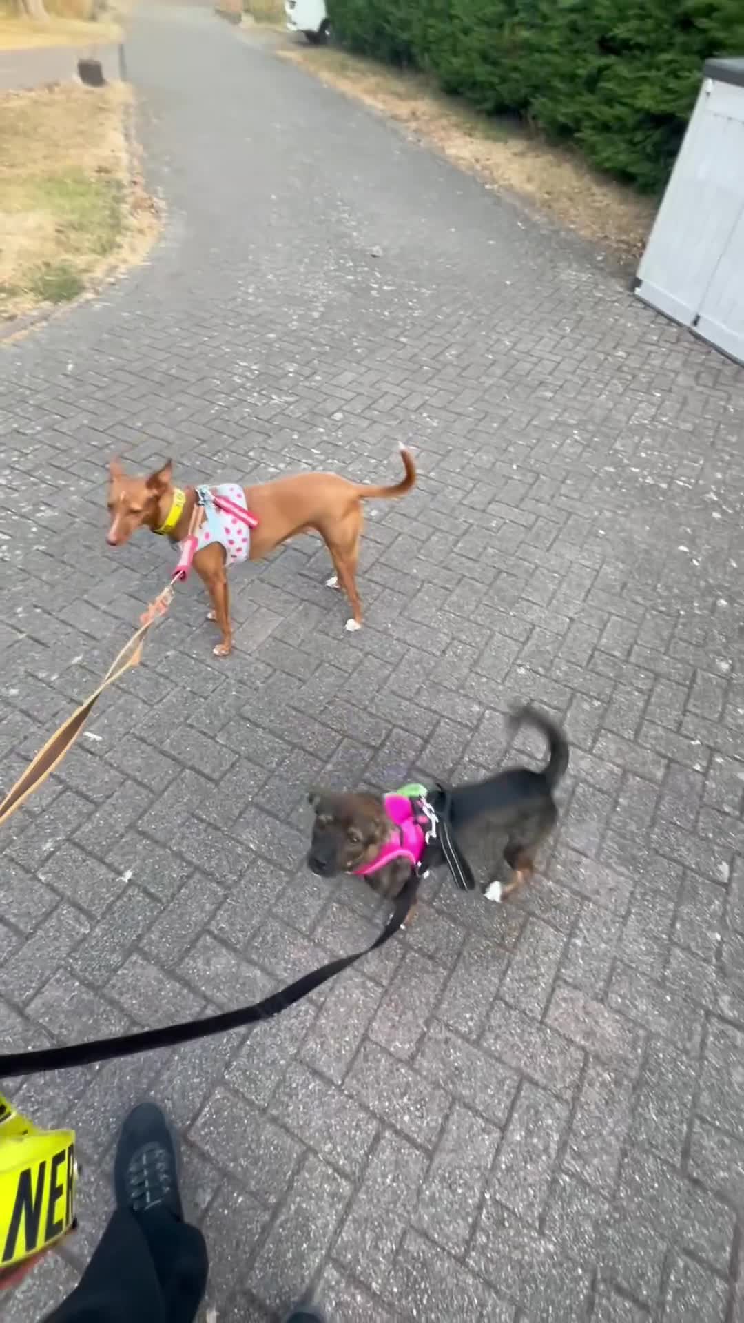 Mixed Breed dogs for adoption: Star for Adoption  in Fareham - Video 1