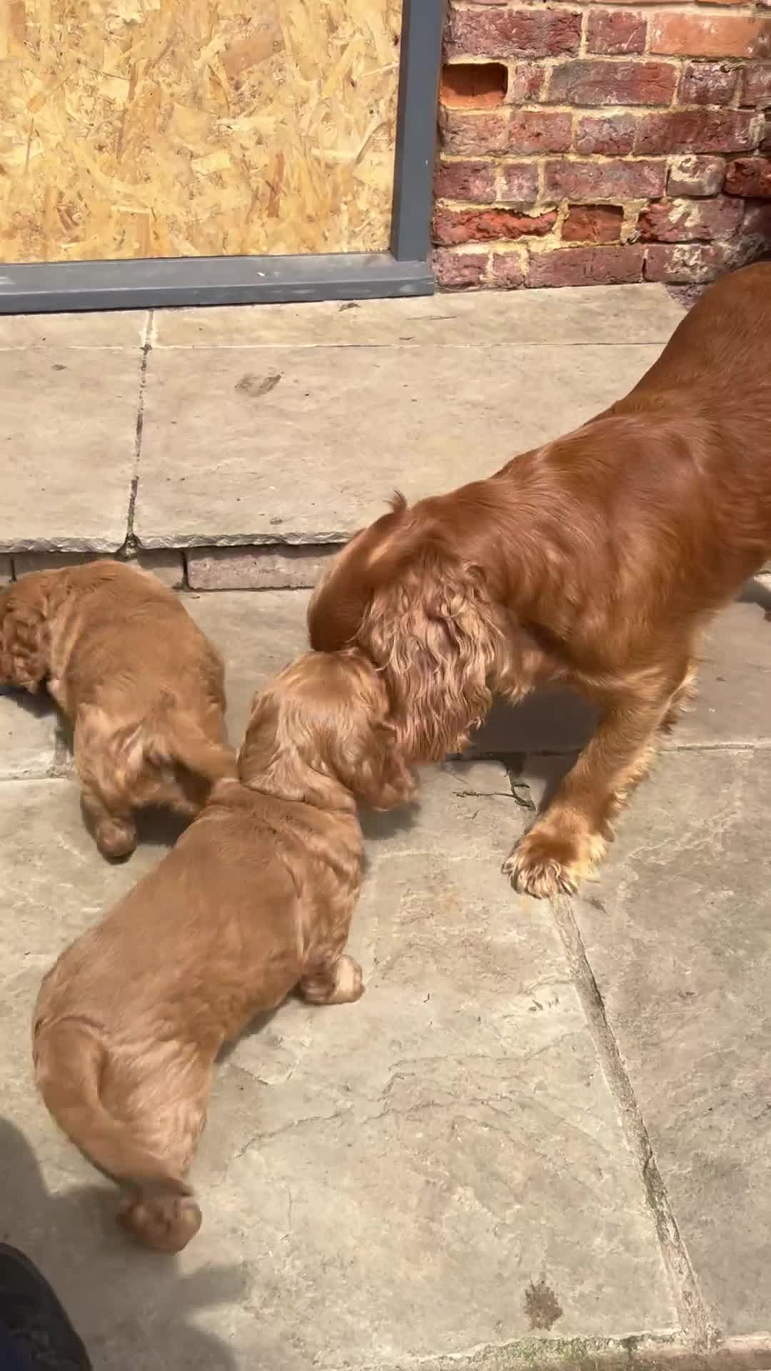 Cocker Spaniel dogs for sale:  Pedigree Red  Working workingCocker Spaniel  - Video 1