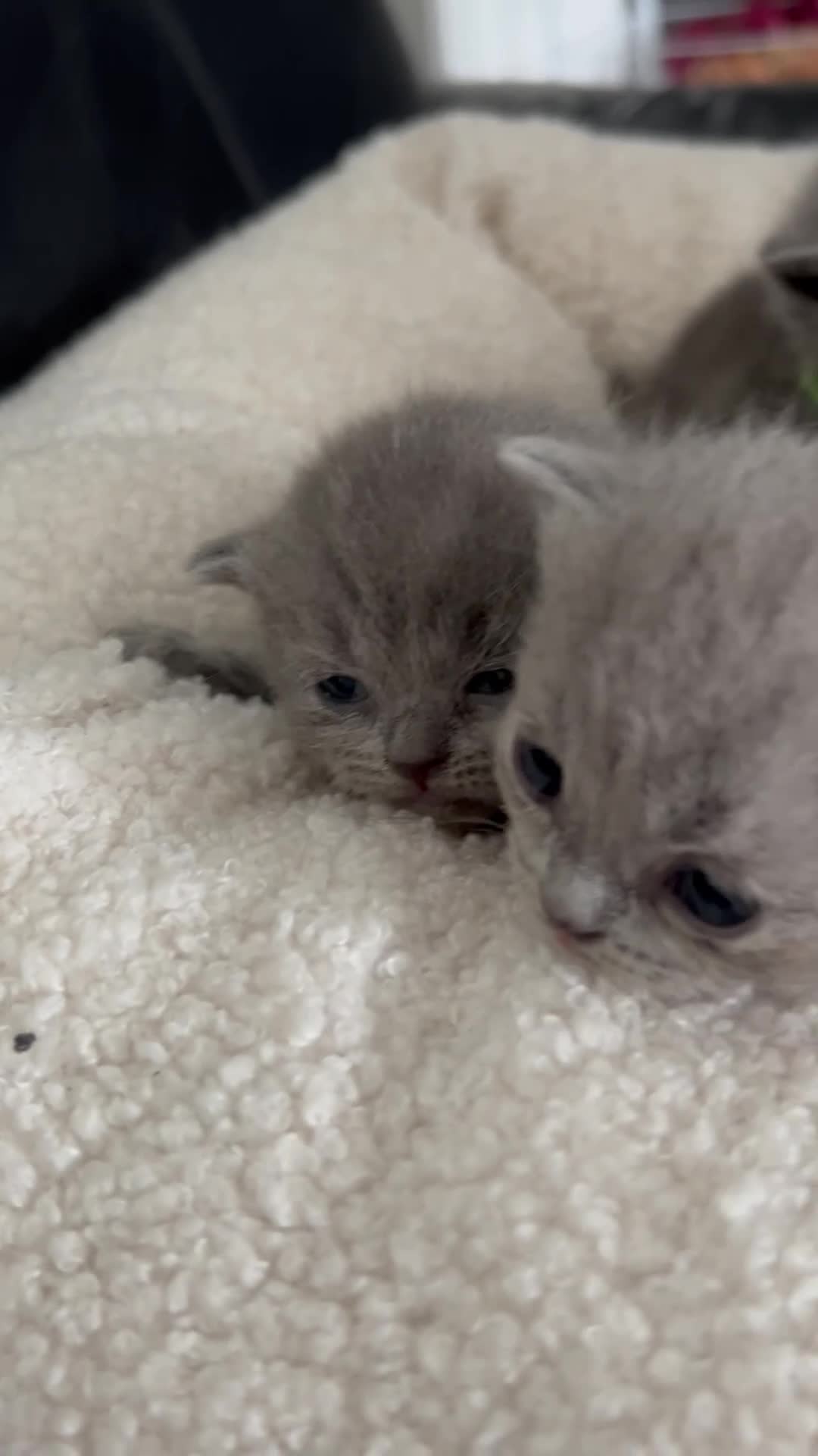 British Shorthair cats for sale: Gorgeous British shorthair kittens  - Video 2