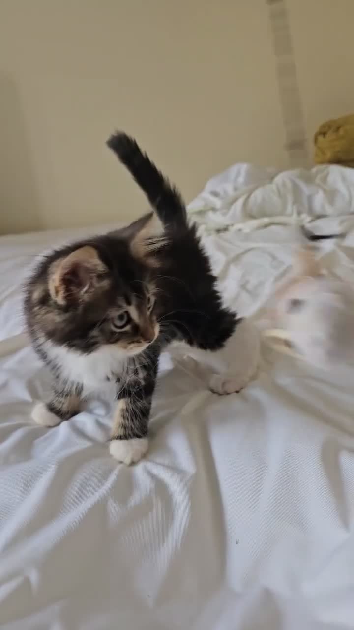 Mixed Breed cats for sale: 2 cute kittens  - Video 1