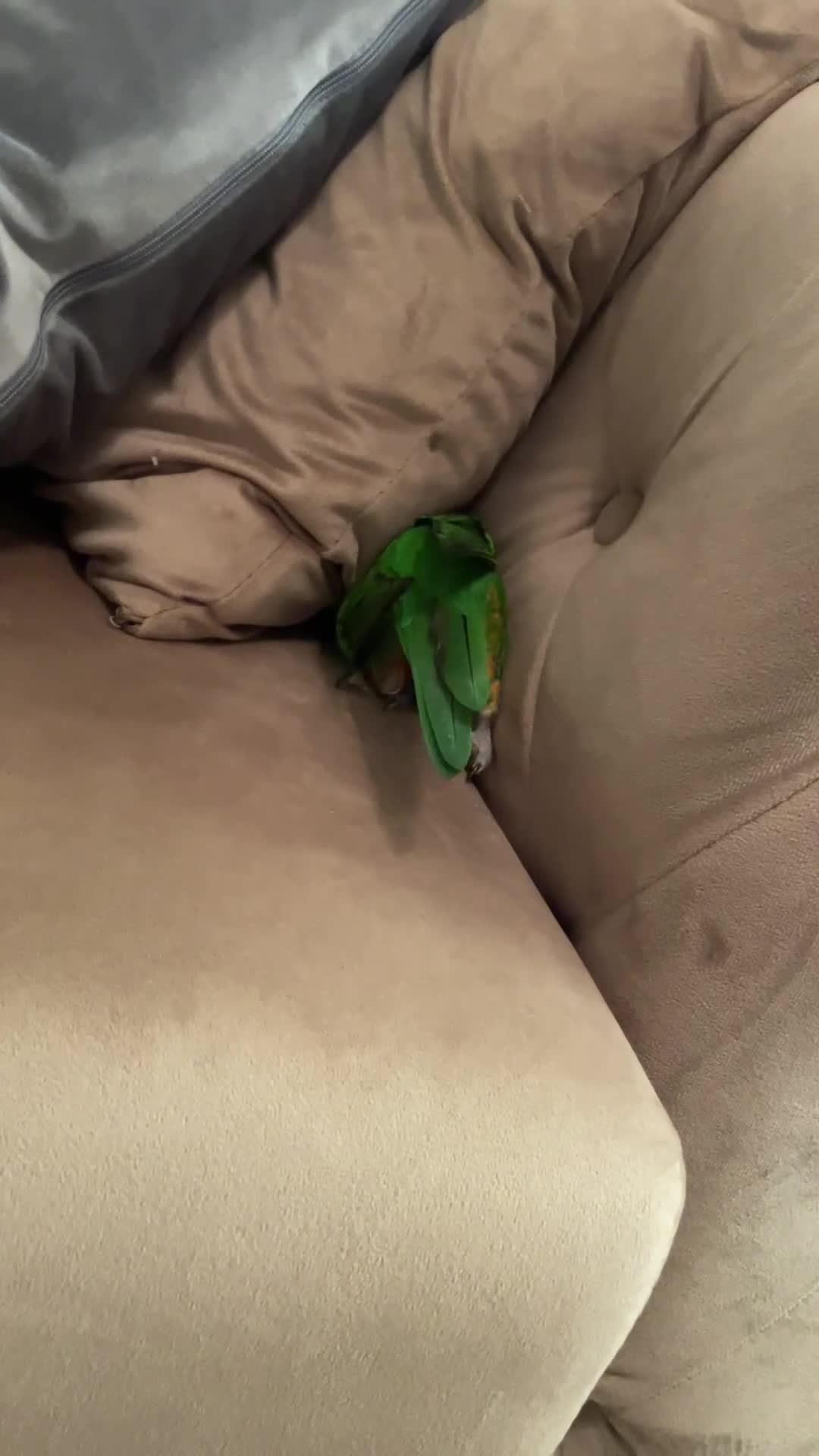 Lorikeets birds for sale: Silly tame lorikeet for sell - Video 4