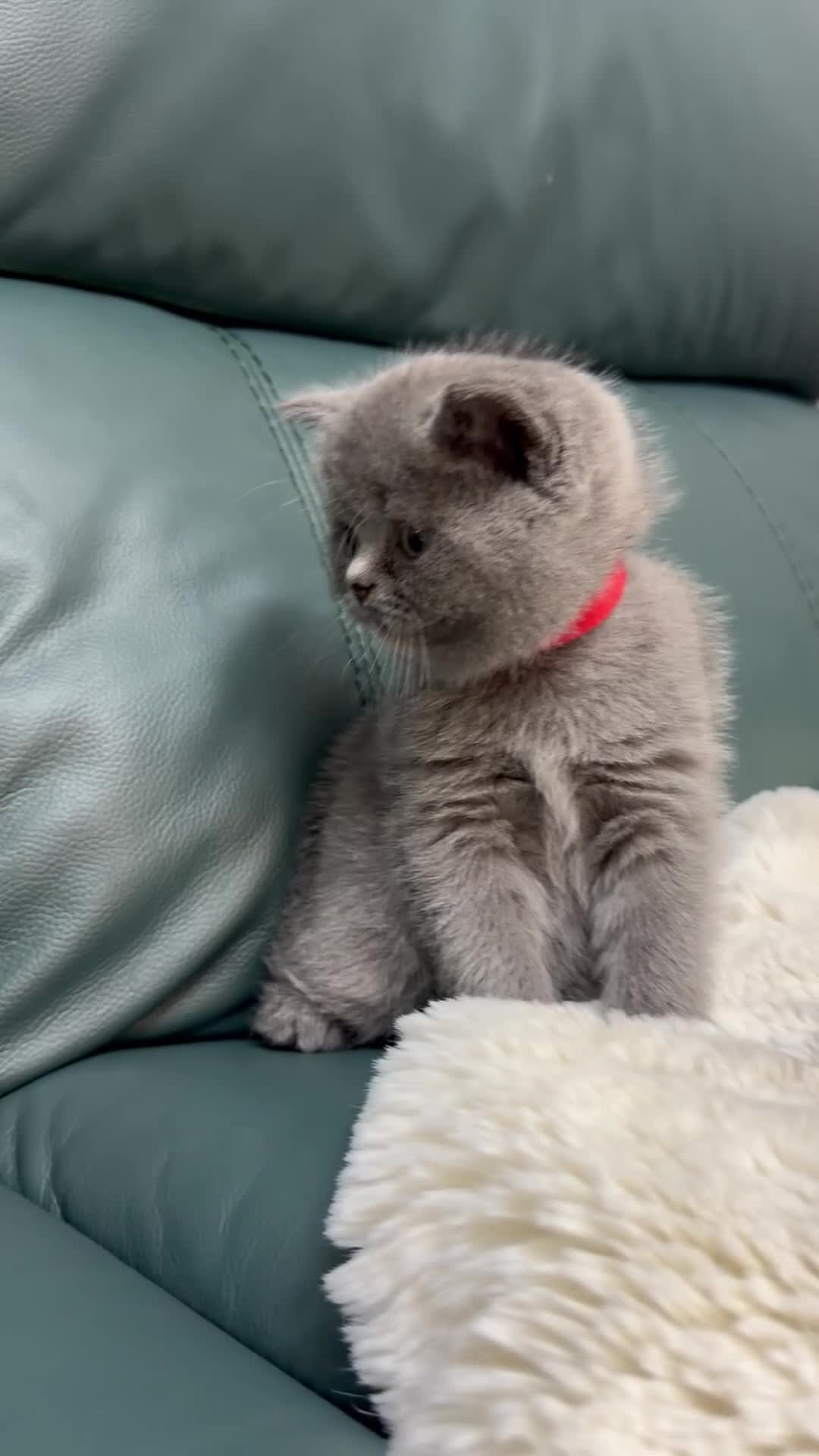 British Shorthair cats for sale: British Shorthair 💝 - Video 3