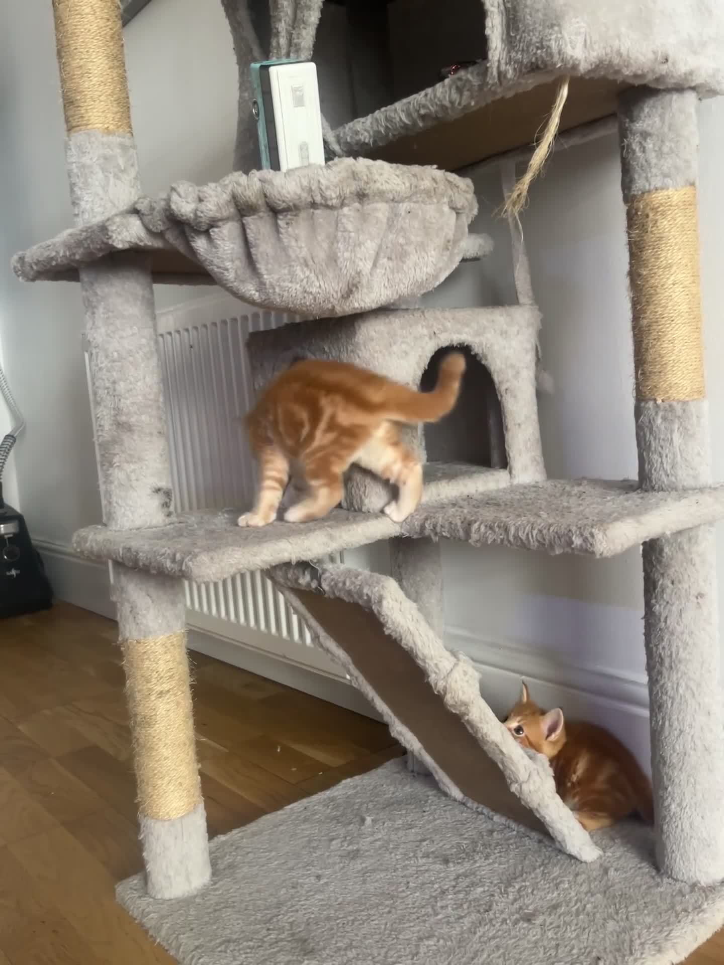 Mixed Breed cats for sale: 4Maine Coon Cross Male Kittens Need Loving Homes . - Video 1