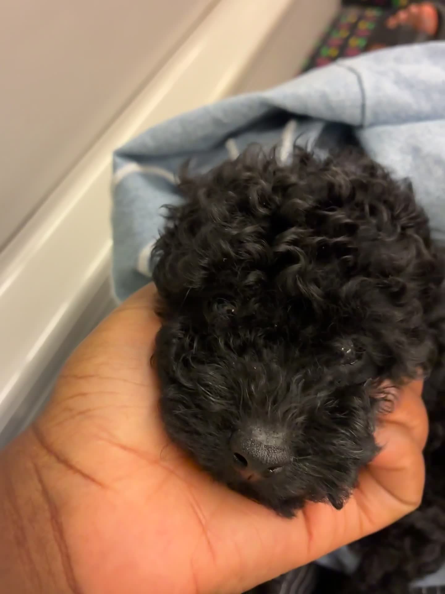 Toy Poodle dogs for sale: Sweet toy poodle boy - Video 1