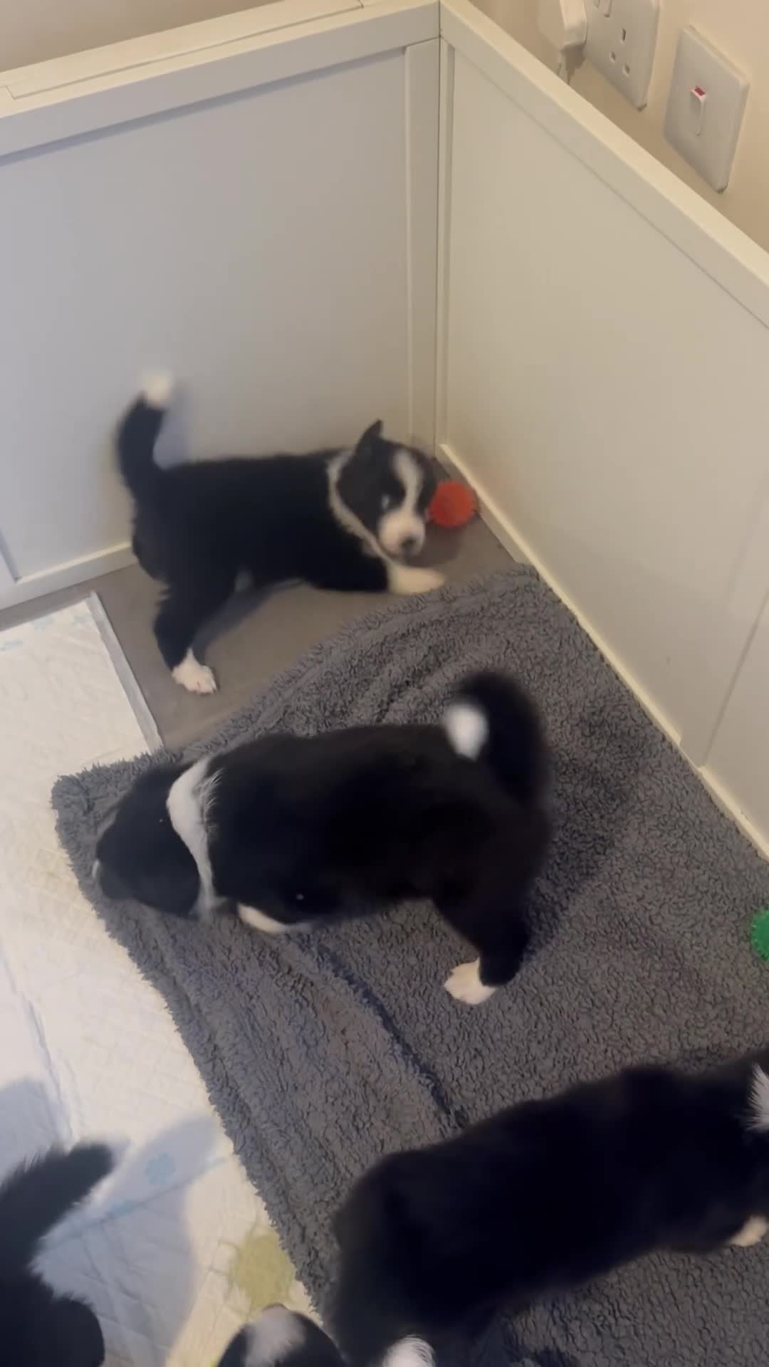 Border Collie dogs for sale: 2 Beautiful collies left ready to leave - Video 1