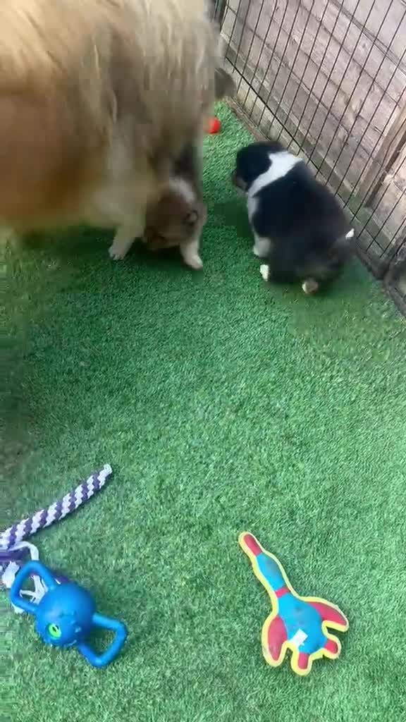 Rough Collie dogs for sale: Two beautiful rough collie pups  - Video 1