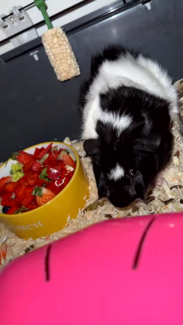 Guinea Pig rodents for sale: Female guinea pig pair (must stay together) - Video 1