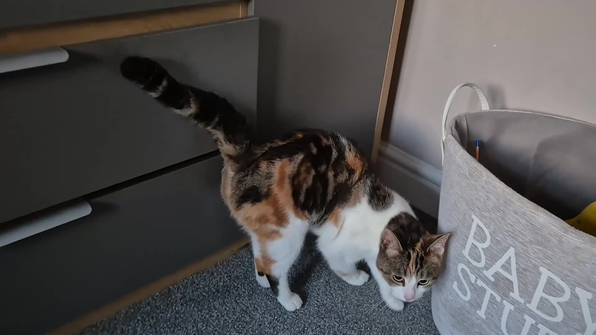 Domestic Shorthair cats for sale: Adorable and Sweet Female Cat - Video 4