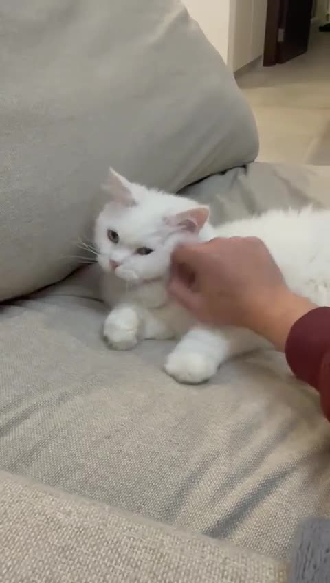 Mixed Breed cats for adoption: MYKO- MIX PERSIAN INDOOR HEALTHY NEUTERED BOY CALM - Video 3