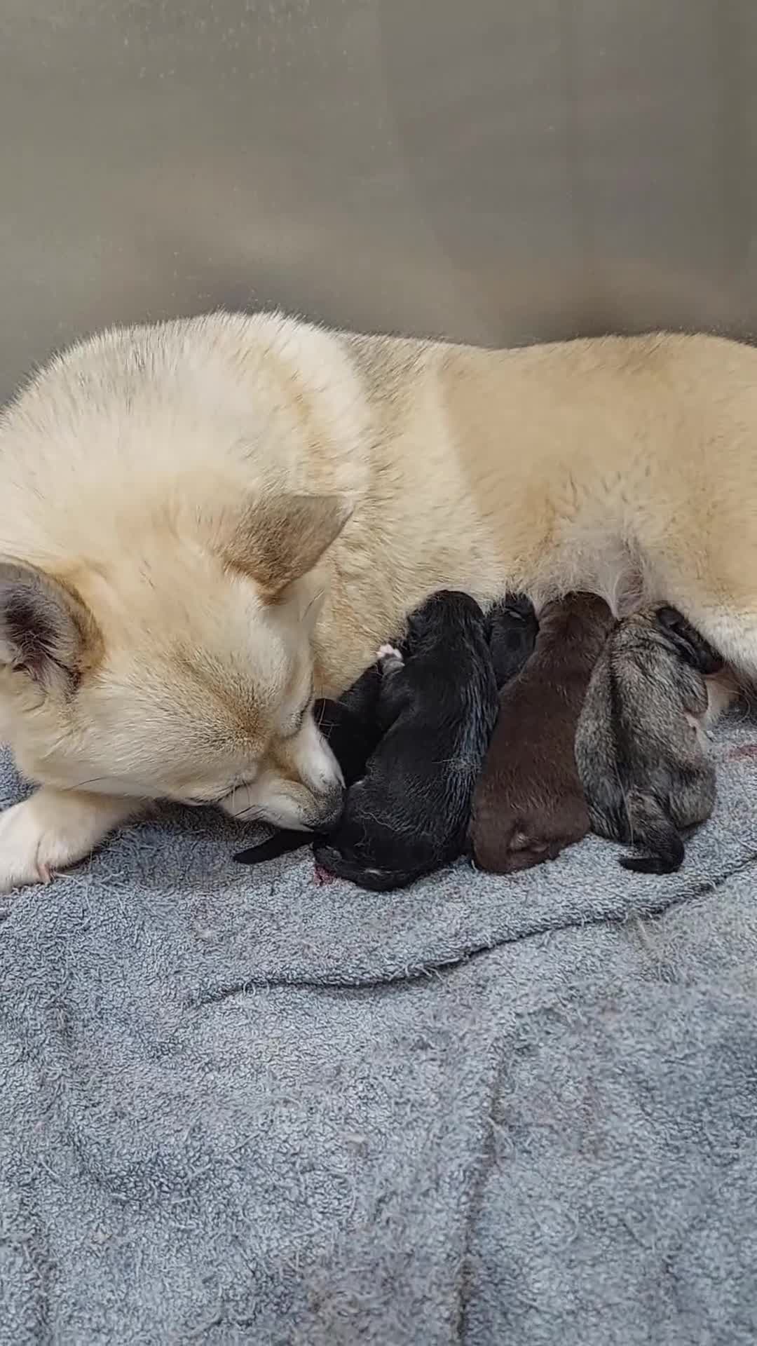 Pomsky dogs for sale: F3 pomsky puppy's for sale  - Video 1