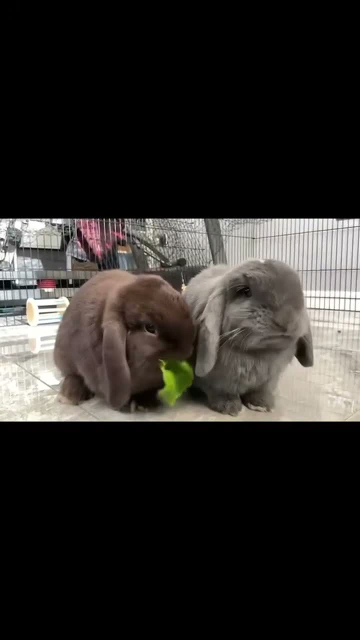 Mini Lop rabbits for sale: Bonded male mini lops in Nottingham - Video 1