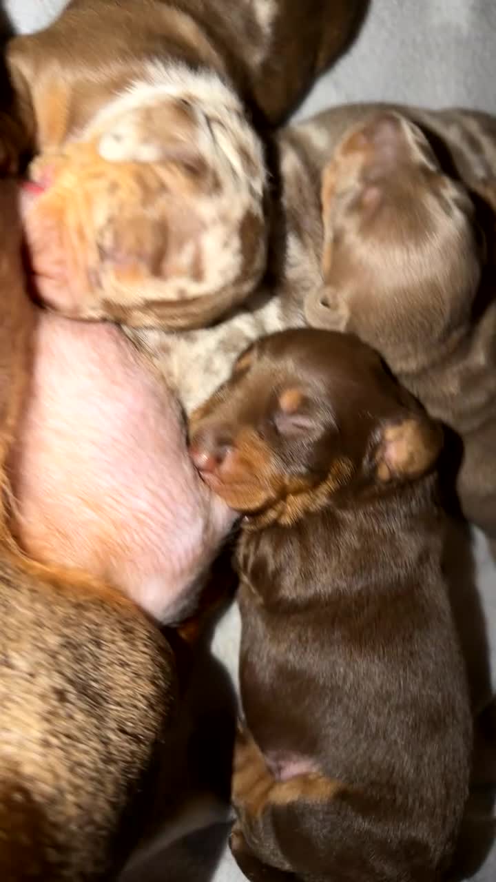Miniature Dachshund dogs for sale: Miniature dachshund puppies  - Video 1
