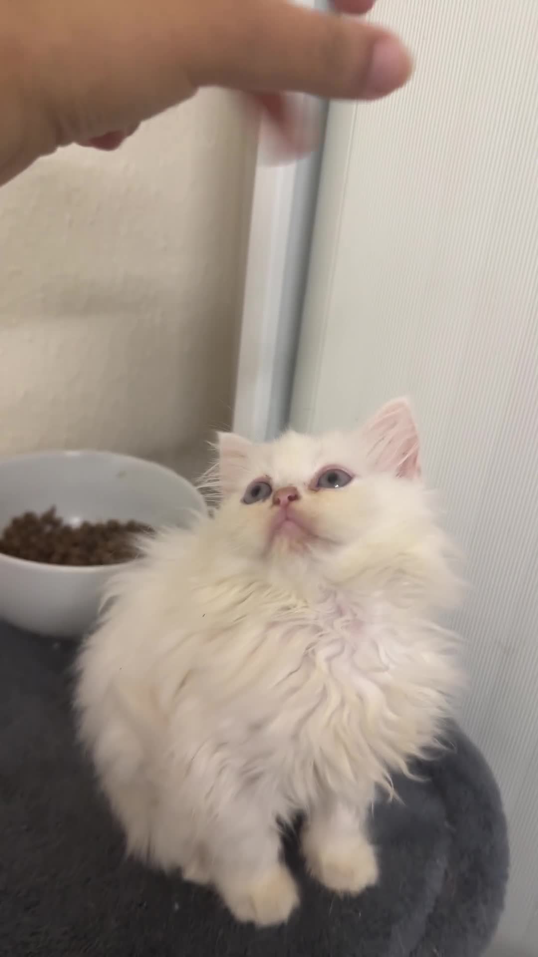 Scottish Fold cats for sale: Scottish fold kittens  - Video 1